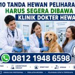 10 tanda hewan peliharaan harus segera dibawa ke klinik dokter hewan di RN Pet Care dengan layanan dokter hewan 24 jam, laboratorium lengkap, rawat inap, operasi, grooming, dan konsultasi profesional.