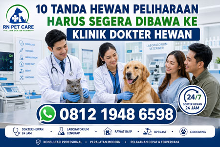 10 tanda hewan peliharaan harus segera dibawa ke klinik dokter hewan di RN Pet Care dengan layanan dokter hewan 24 jam, laboratorium lengkap, rawat inap, operasi, grooming, dan konsultasi profesional.