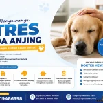 Cara Mengurangi Stres pada Anjing