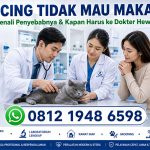 Kucing tidak mau makan diperiksa dokter hewan di RN Pet Care dengan layanan dokter hewan 24 jam, laboratorium lengkap, rawat inap, operasi, dan konsultasi profesional.