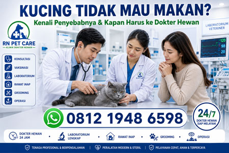 Kucing tidak mau makan diperiksa dokter hewan di RN Pet Care dengan layanan dokter hewan 24 jam, laboratorium lengkap, rawat inap, operasi, dan konsultasi profesional.