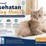Cara Merawat Kesehatan Kucing Hamil