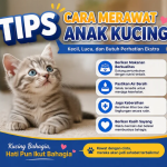 Tips Cara Merawat Anak Kucing