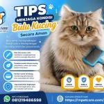 Tips Menjaga Kondisi Bulu Kucing Secara Aman