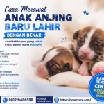 Cara Merawat Anak Anjing Baru Lahir dengan Benar