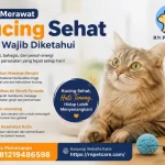 Cara Merawat Kucing Sehat yang Wajib Diketahui