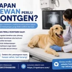 Kapan Hewan Perlu Rontgen