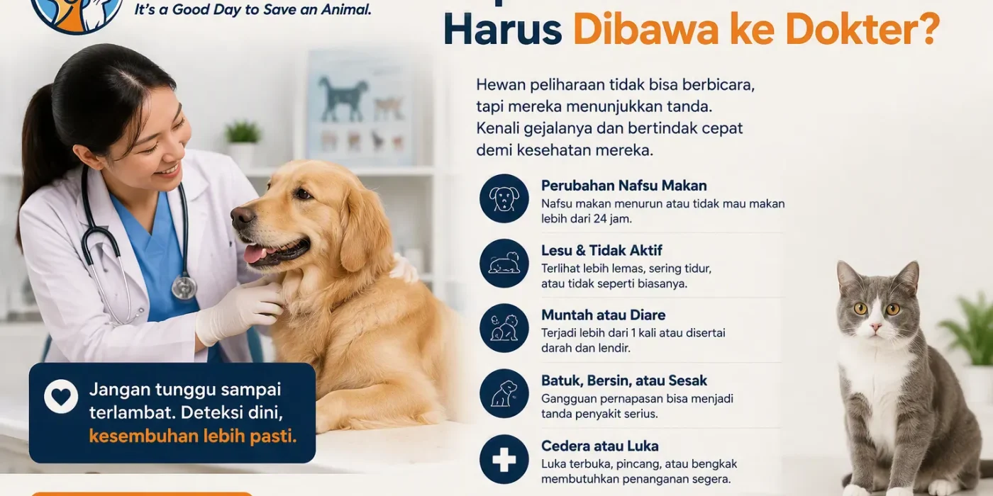 Kapan Hewan Peliharaan Harus Dibawa ke Dokter?