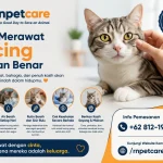 Cara Merawat Kucing dengan Benar