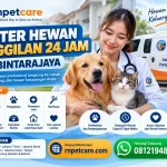 Dokter Hewan Panggilan 24 Jam sekitar Bintarajaya