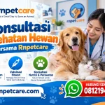Konsultasi Kesehatan Hewan Bersama Rnpetcare