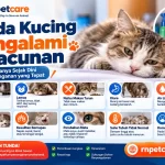 Tanda Kucing Mengalami Keracunan