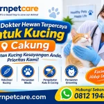 Klinik Dokter Hewan Terpercaya untuk Kucing Cakung