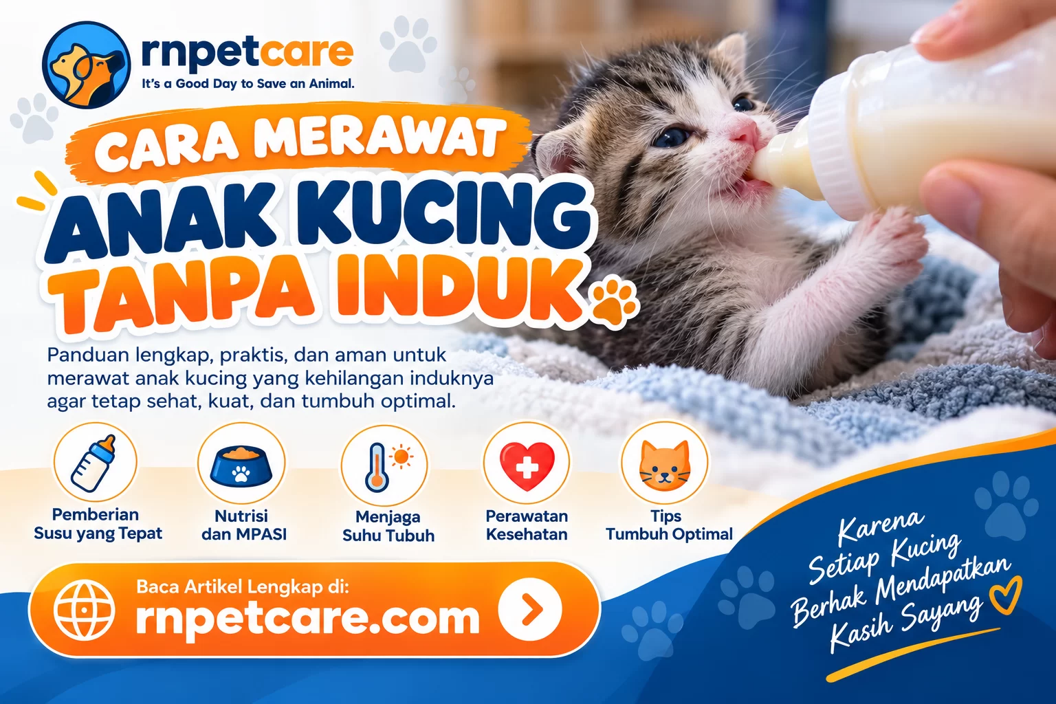Panduan Merawat Anak Kucing Tanpa Induk