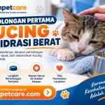 Pertolongan Pertama Kucing Dehidrasi Berat