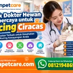 Klinik Dokter Hewan Terpercaya untuk Kucing Ciracas
